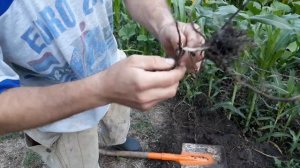 Уничтожаем сорняк. Гербицид Ураган Форте. Спустя два месяца