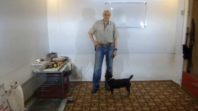 Ягдтерьеры. Почему мы любим эту породу