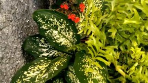 Mini Jardin, Aprendiendo a conocerlas. Kalanchoe, novios, Coleo,Gardenia,vinca,Geranios,jardin