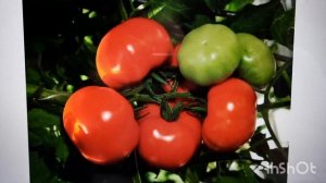 СУПЕРРАННИЕ НИЗКОРОСЛЫЕ 40-70 см. ТОМАТЫ ДЛЯ ОТКРЫТОГО ГРУНТА???