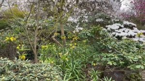 Vlog 85 - Цветущие сады Англии: сакуры, магнолии, рододендроны и Азалии.