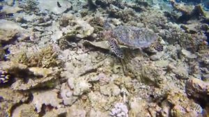 Vilamendhoo Island Resort Maldives- Snorkeling