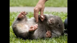 Вомбат - это вообще что???