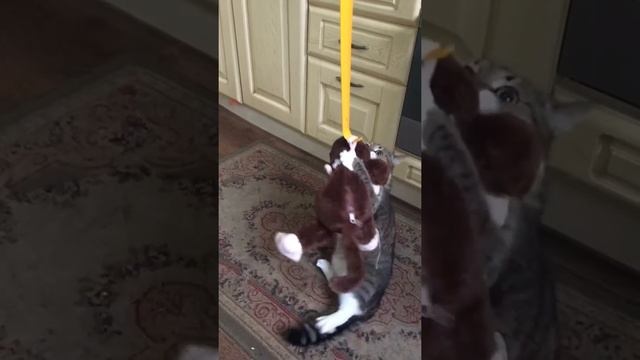 Шок!!! Самая злая кошка... на глаза ей лучше не попадаться смотреть онлайн