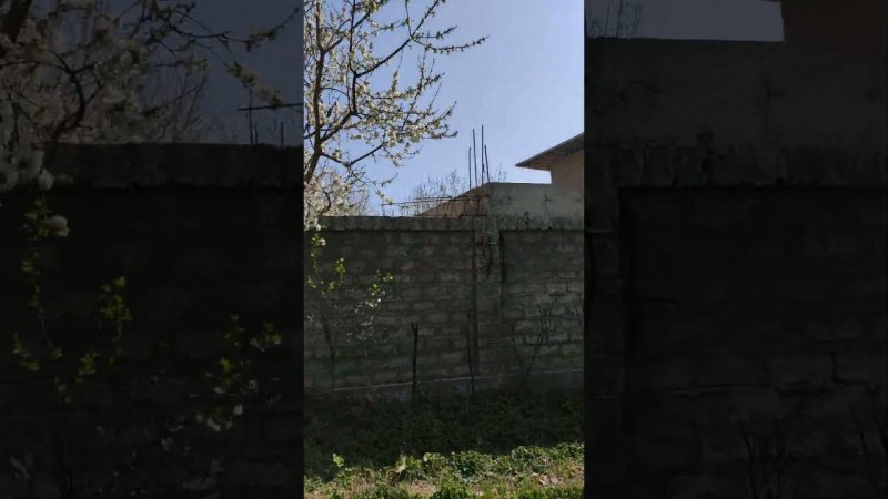 25 марта 2023 г на даче в Узбекистане