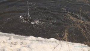 Весенняя рыбалка  С блесной на гольца