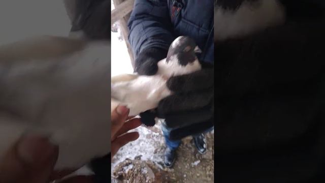 Варвары голубей смотреть онлайн