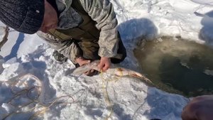 Стерлядь попалась в фитиль. Удачная проверка большой улов