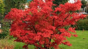 Бересклет крылатый. Ландшафтный дизайн.