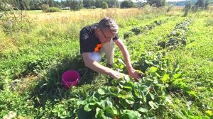 Сбор клубники в Финляндии. Работа на ферме. Мой печальный опыт