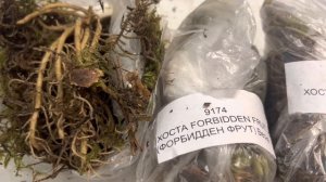 Распаковка. Посылка с хостами и флоксами с сайта Сад флоксов.