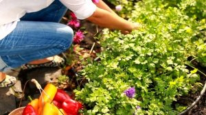 Вкусный сад с Антониной Лесик