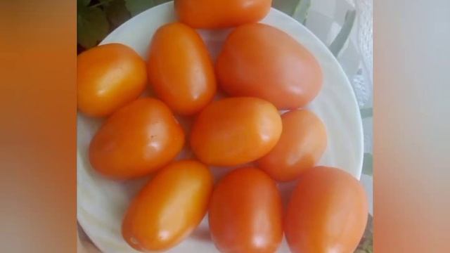 Золотая искра смотреть онлайн