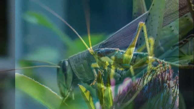 М. В. Ломоносов "Кузнечик". смотреть онлайн