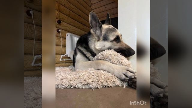 Приветики летят от выпускников питомника??? смотреть онлайн