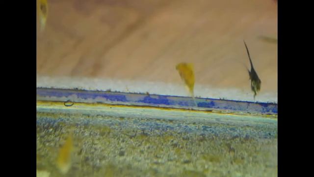 аквариумистика. мои скалярки один месяц . смотреть онлайн