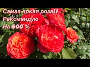 Самая яркая роза ‼️ ХВАЛЮ на 500% ? Rose Emilien Guillot.mp4