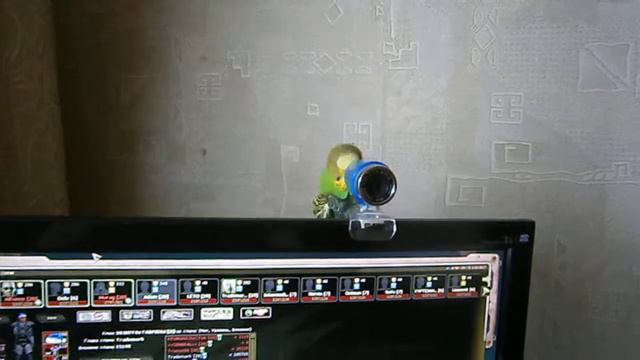 Веб-камерный роман попугая Тоши смотреть онлайн