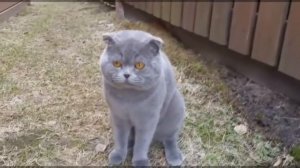 Злой кот не хочет идти домой...