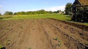 мотоблок ПАТРИОТ НЕВАДА окучивание картошки дисковым окучником