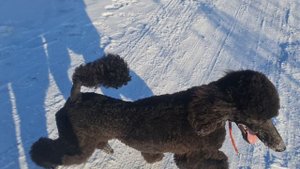 королевский пудель. питомник Атами