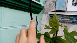 Инжир из черенка формируем дерево 🌳
