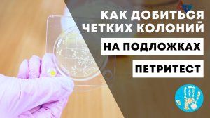 Методика разведений для четкой визуализации колоний на подложке Петритест