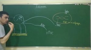 Строение и функции клетки в целом. Интерфаза, митоз и мейоз. Structure and function of the cell