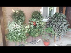 Обязательно сделайте так с традесканцией осенью. Всю зиму до весны будет красивый пышный куст.