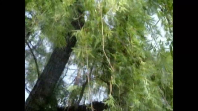 Videoguía Salix babylonica L смотреть онлайн