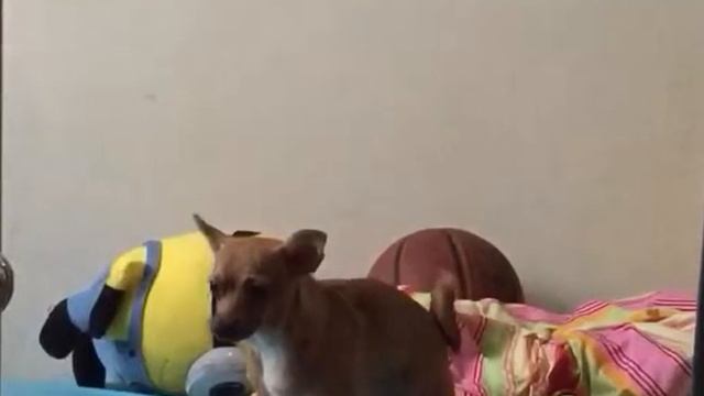 DOG TWERKS TO WORK BY RIHANNA FT. DRAKE смотреть онлайн