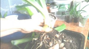 Гименокаллис  - уход и размножение в домашних условиях./Hymenocallis-care and reproduction at home.