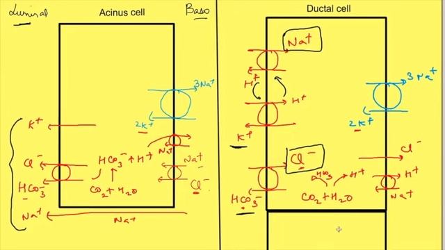 Salivary secretion and saliva function | Gastrointestinal physiology | Digestive system смотреть онлайн