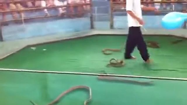 Игры со змеями смотреть онлайн