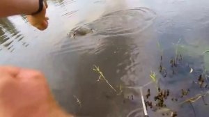 Ловим толстолобика на резинку. Рыбалка и музыка