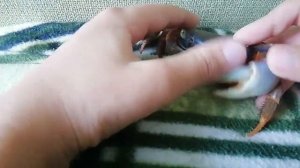 Насколько быстро Может бегать радужный краб