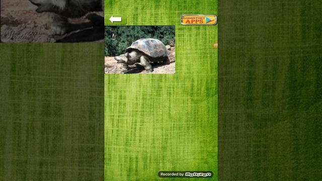 animal morph 2/mai multe animale/episodul #1 смотреть онлайн