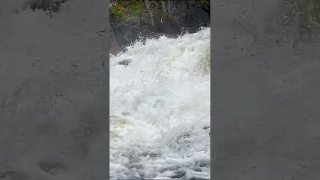 Видео Семга идет на нерест прыгая по порогам на реке Западная Лица красная рыба на нерест идет