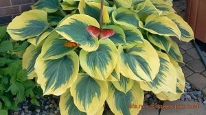 Хоста гибридная Либерти (hosta liberty) ? хоста Либерти обзор: как сажать саженцы хосты Либерти