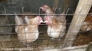 Осушитель подстилки. Волшебный порошок.