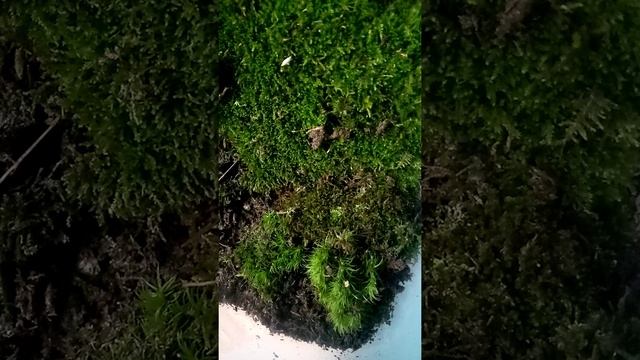 как ухаживать за маленькими ящерками? смотреть онлайн