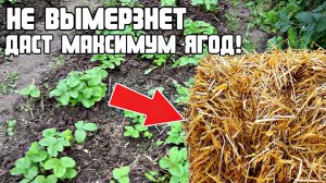 Как и чем замульчировать клубнику осенью чтобы собрать огромный урожай на следующий год?