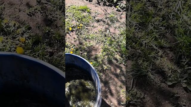 БЕСПЛАТНОЕ удобрение АЗОТ для подкормки весной натур органика