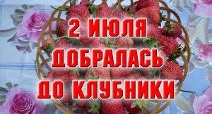 2 июля. Добралась до клубники.mp4