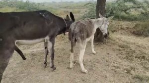Коні Ваговози.Жеребець на Паровку.Привезли лошицю з Бачача.Коні Тернопільщини donkey 22.11.2023