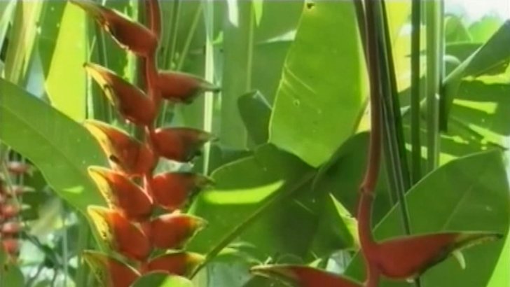 Colibri