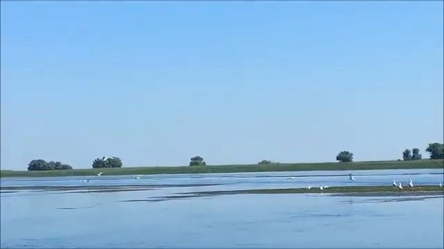 Лотосы - Астраханская обл, о. Колочный смотреть онлайн