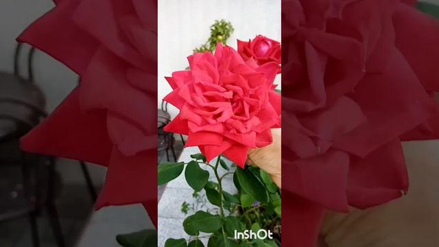 Коронованная особа🌹Как прекрасны осенние розы