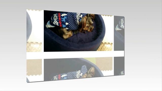 My Babies - Charlie and Tobby.Kei In Japan