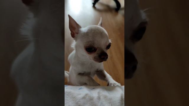 самые красивые глаза #собака #chihuahua #dog #чихуахуа #чихуа #глаза